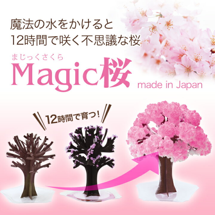 楽天市場 メール便 マジック桜 Magic桜 12時間で咲く感動のサクラ マジック クリスマスツリーシリーズ おうち花見 室内屋内花見 インドア花見 エア花見 お花見グッズ 入学祝 卒業祝 合格祝 母の日 おもちゃ おとぎの国 おとぎの国