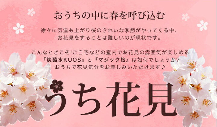 楽天市場 マジック桜と炭酸水kuos クオスセット おうちでお花見気分が味わえるお花見セット おとぎの国