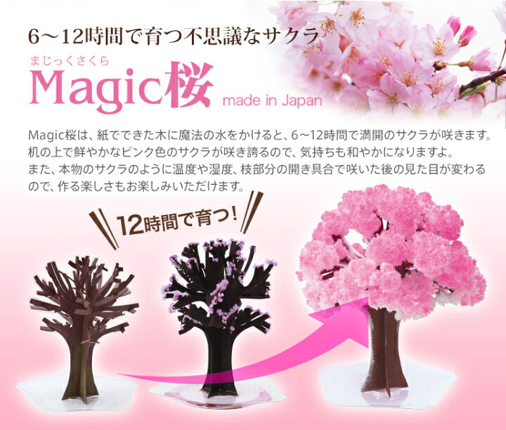 楽天市場 マジック桜と炭酸水kuos クオスセット おうちでお花見気分が味わえるお花見セット おとぎの国 楽天市場 マジック桜と炭酸水kuos クオスセット おうちでお花見気分が味わえるお花見セット おとぎの国