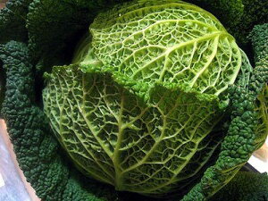 J[{EFc@i߂Lxcj1Kg 100g545~ Tj/