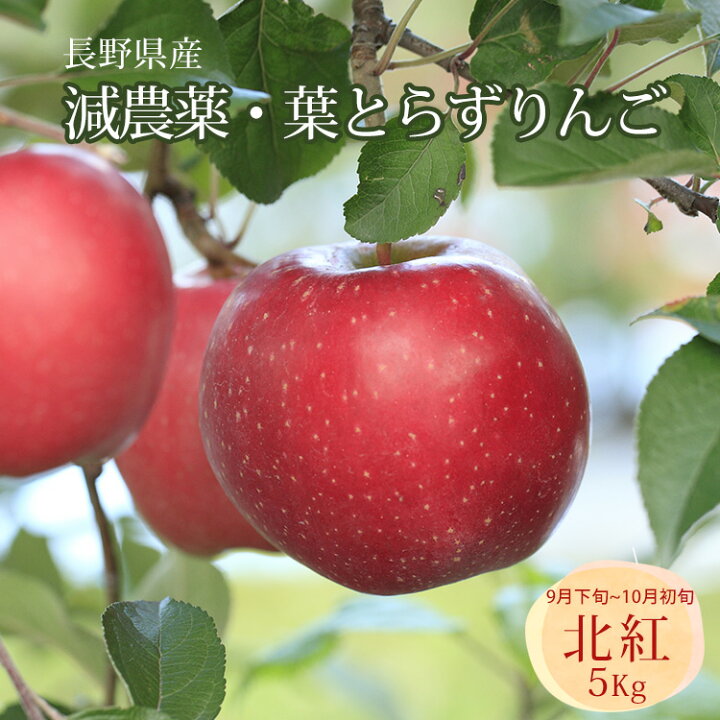 楽天市場 りんご 葉とらずりんご 北紅 減農薬 5kg 長野県産 南信州 北村農園より産地直送 9月下旬から10月上旬発送 北村さんちの葉とらずリンゴ きたくれない 男の台所