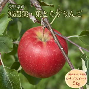  tƂ炸 VimXC[g _ 5Kg 쌧Y MB k_ Yn 10{11{ tƂ炸 S