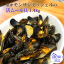 活ムール貝 モンサンミッシェル ムール貝 1.4Kg 予約限定商品 生 冷蔵 水曜締切翌週金曜日発送　賞味期限翌週水曜日