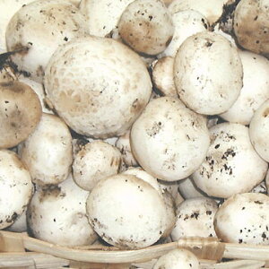 VsIEhEp 500g ʔN }bV[ tXŶ