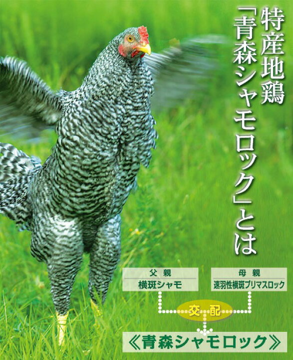 楽天市場】青森シャモロック 正肉半羽 鍋セット 2～4人前 シャモロック 