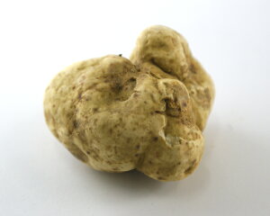 tbV gtiTnber MAGNATUM) AoY yg1,950~zs 30g`