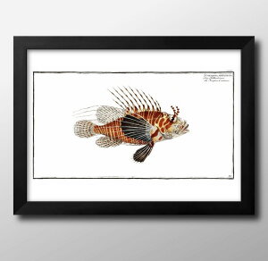 海洋生物 ビンテージイラスト A3 サイズ ポスター アート おしゃれ 絵画 インテリア 北欧 イラスト マット紙 艶消し アートパネル 額 フレーム デザイン 壁掛け ギフト 新築祝い ディスプレイ