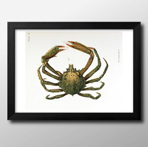 海洋生物 ビンテージイラスト A3 サイズ ポスター アート おしゃれ 絵画 インテリア 北欧 イラスト マット紙 艶消し アートパネル 額 フレーム デザイン 壁掛け ギフト 新築祝い ディスプレイ