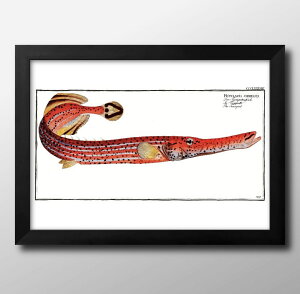 海洋生物 ビンテージイラスト A3 サイズ ポスター アート おしゃれ 絵画 インテリア 北欧 イラスト マット紙 艶消し アートパネル 額 フレーム デザイン 壁掛け ギフト 新築祝い ディスプレイ