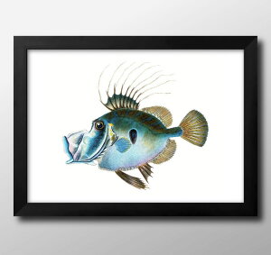 海洋生物 ビンテージイラスト A3 サイズ ポスター アート おしゃれ 絵画 インテリア 北欧 イラスト マット紙 艶消し アートパネル 額 フレーム デザイン 壁掛け ギフト 新築祝い ディスプレイ