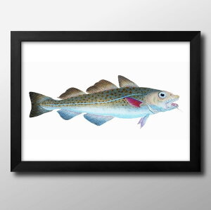 海洋生物 ビンテージイラスト A3 サイズ ポスター アート おしゃれ 絵画 インテリア 北欧 イラスト マット紙 艶消し アートパネル 額 フレーム デザイン 壁掛け ギフト 新築祝い ディスプレイ