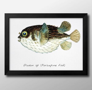 海洋生物 ビンテージイラスト A3 サイズ ポスター アート おしゃれ 絵画 インテリア 北欧 イラスト マット紙 艶消し アートパネル 額 フレーム デザイン 壁掛け ギフト 新築祝い ディスプレイ