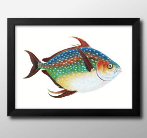 海洋生物 ビンテージイラスト A3 サイズ ポスター アート おしゃれ 絵画 インテリア 北欧 イラスト マット紙 艶消し アートパネル 額 フレーム デザイン 壁掛け ギフト 新築祝い ディスプレイ