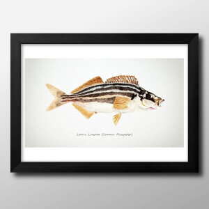 海洋生物 ビンテージイラスト A3 サイズ ポスター アート おしゃれ 絵画 インテリア 北欧 イラスト マット紙 艶消し アートパネル 額 フレーム デザイン 壁掛け ギフト 新築祝い ディスプレイ