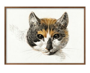 W xi[ Head of a calico cat with open eyes A3 TCY |X^[ A[g  G CeA k CXg }bg  A[gpl z t[ fUC Ǌ| Mtg Vzj