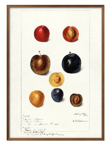フルーツ ビンテージイラスト A3 サイズ ポスター アート おしゃれ 絵画 インテリア 北欧 イラスト マット紙 艶消し アートパネル 額 フレーム デザイン 壁掛け ギフト 新築祝い ディスプレイ