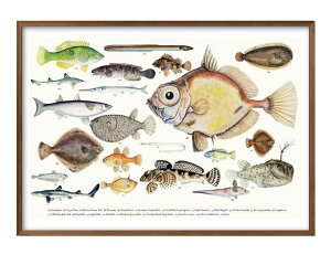 Cm A3 TCY |X^[ A[g  G CeA k CXg }bg  A[gpl z t[ fUC Ǌ| Mtg Vzj fBXvC B 