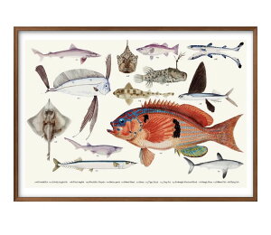 海洋生物 A3 サイズ ポスター アート おしゃれ 絵画 インテリア 北欧 イラスト マット紙 艶消し アートパネル 額 フレーム デザイン 壁掛け ギフト 新築祝い ディスプレイ 速達 送料無料
