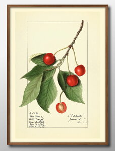 TN{ Cherries re[W A3 TCY |X^[ A[g  G CeA k CXg }bg  A[gpl z t[ fUC Ǌ| Mtg Vzj fBXvC