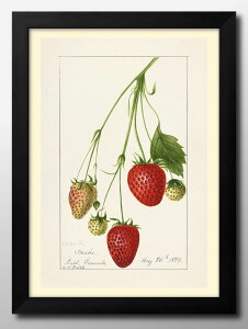  C`SStrawberries re[W A3 TCY |X^[ A[g  G CeA k CXg }bg  A[gpl z t[ fUC Ǌ| Mtg Vzj fBXv