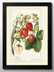  C`S Strawberries re[W A3 TCY |X^[ A[g  G CeA k CXg }bg  A[gpl z t[ fUC Ǌ| Mtg Vzj fBXv