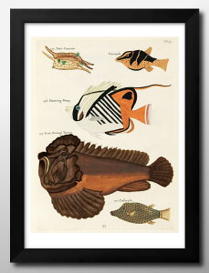 海洋生物 ビンテージイラスト A3 サイズ ポスター アート おしゃれ 絵画 インテリア 北欧 イラスト マット紙 艶消し アートパネル 額 フレーム デザイン 壁掛け ギフト 新築祝い ディスプレイ