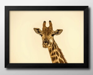 麒麟 キリン ジラフ 写真 A3 サイズ ポスター アート おしゃれ 絵画 インテリア 北欧 イラスト マット紙 艶消し アートパネル 額 フレーム デザイン 壁掛け ギフト 新築祝い ディスプレイ 速達