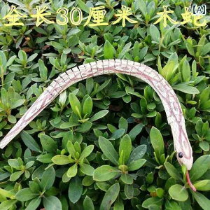  A   q m G v[g j̎q hbL  TvCY p[eB[ObY  