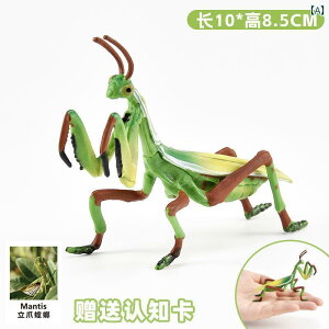 A   q LbY  ͌^ tBMA RNV ߋ fBXvC  J}L ߑ  V~[V  ǂ Mtg