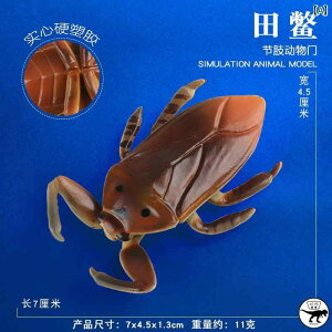  tBMA  ͌^ q RNV j̎q ̎q  J JV JugV J^c