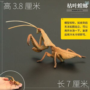  tBMA  ͌^ q RNV  j̎q ̎q  Mtg J}L A