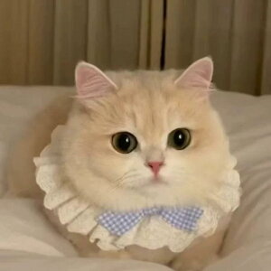 L ybgp X^C [X { 悾ꂩ 킢 o_i lN^C  ANZT[ sN  u[ ubN bh tH