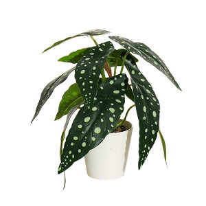 tFCNO[ ϗtA  A A  p  _ CeA u  sv t[