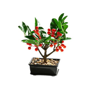 tFCNO[ z[[ ϗtA A  tFCNt[ t[ |bg rO  ItBX fXN   u CeA