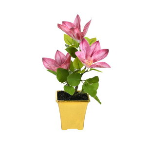  ؘ@ ~   A  tFCNO[ CeA rO  A IuWF A[gt[ t[ z[fR[V _ fBXvC