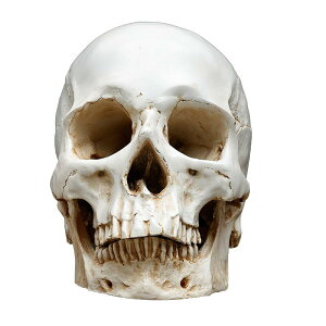 �f�b�T�����f�� ���W�� �X�J�� ���� �΍p�� ���g�� ������ �l�̖͌^ ���i�͌^ ���p�f�` �ʐ����K ���� ���� �t�B�M���A �C���e���A �I�u�W�F �f�B�X�v���C �u��