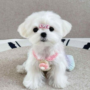 TXy_[XJ[g Z[^[  L ybg ^ ^ H~ Of[V ԕ ю 킢  g _炩 ؃X^C X^CbV  U t@bV