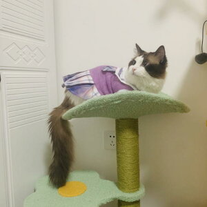 ybg ^ vZX XJ[g efB rV |jA ViEU[ c tH j̎q ̎q  sN   AN 킢  t@bV