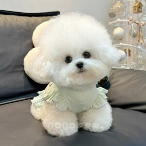 ybg efBxA rVt[[ L j̎q ̎q t 킢 ʋC |GXe btiq ԕ Ђ܂蕿 t XJ[g sN O[