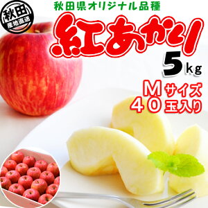 HcY  g 5kg MTCY 20ʏo׊:11{-12{ ͂ws