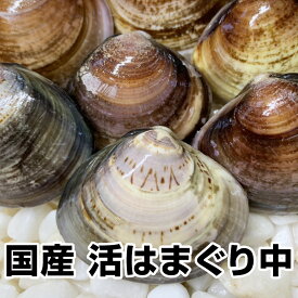 【母の日 父の日 お中元 誕生日プレゼント ギフト 御中元】★国産 活はまぐり中1kg★鮮度抜群(1/2〜1/7の発送・日時指定ともに承っておりません)【ランキング上位入賞】お食い初め 鯛 蛤 ハマグリ お試し