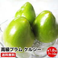【数量限定】これは何だ？新感覚プラム！ 山梨県産 幻の高級プラム ケルシー約1.2kg（6〜10玉）★発送は8…
