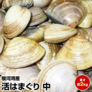 Ԍ |Cg+5{ vGg[yΕ Mtg av[g j Ε N NzY ͂܂()2kg x͘pY NxQ (ꕔn)ō(1/2`1/7