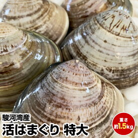 【母の日 父の日 お中元 誕生日プレゼント ギフト 御中元】★国産 活はまぐり★(特大)1.5kg 15個前後 駿河湾産とれたて直送鮮度抜群！(1/2〜1/7は発送・日時指定ともに承っておりません) 【ランキング上位入賞】