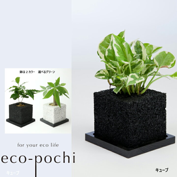 楽天市場 Eco Pochi With Green キューブ 観葉植物 インテリアグリーン 消臭 空気浄化 エコ製品 ハンドメイド 国産 自然素材 竹炭 シラス ニオイ対策 クリーン ガジュマル サンスベリア バキュラリス サンスベリア ミカド サンスベリア ハニー パキラ 激安家具