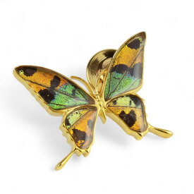 (Psyche/現品) 本物の蝶の翅 タスキアゲハ ラペルピン ブローチ [ニシキオオツバメガ][zps076g-tsubame]