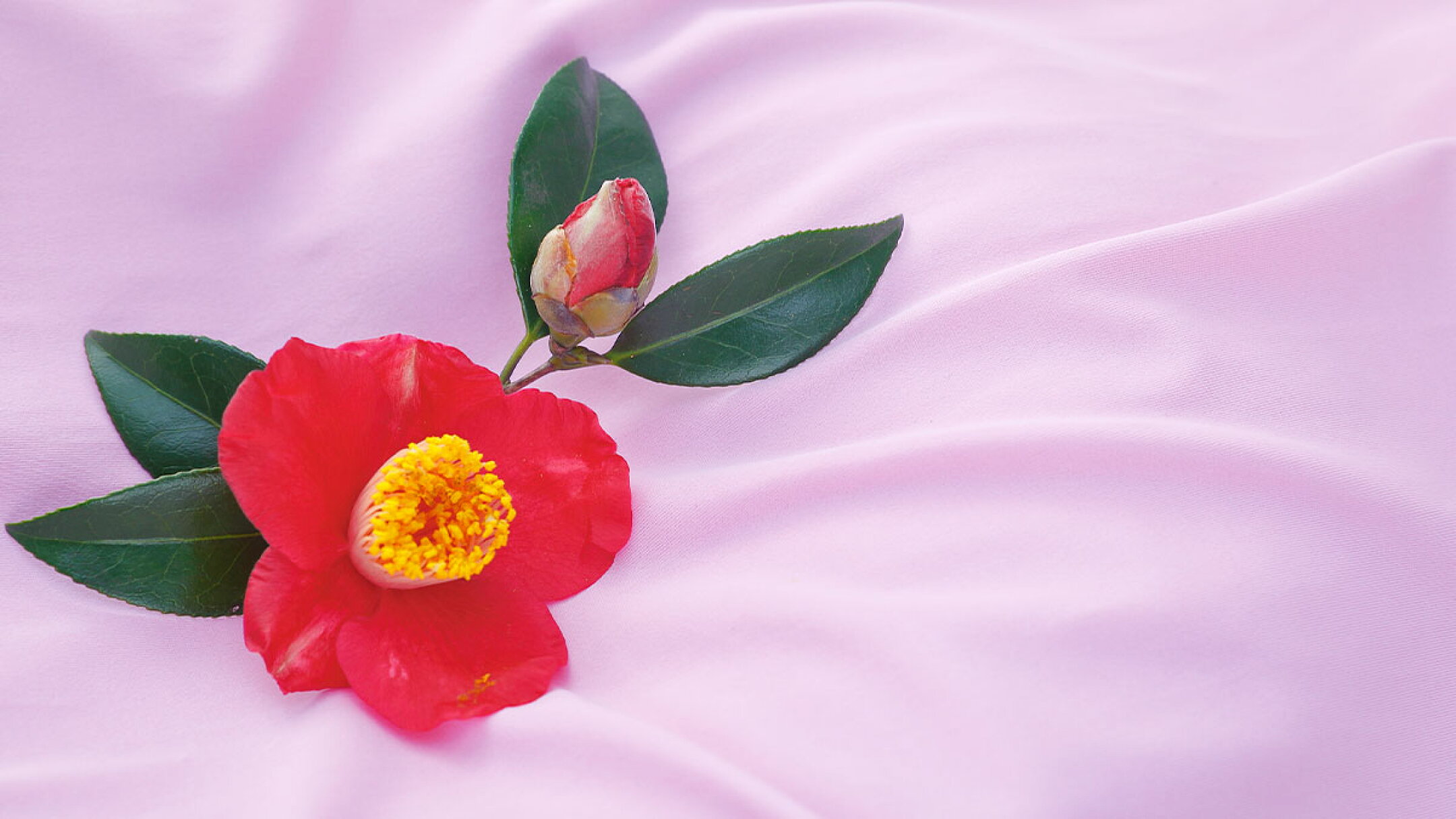 肌がよろこぶ、しっとりなめらかな肌触り