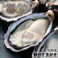 サムライゴールド 坂越産 殻付き 牡蠣 [送料無料]生食OK★春・夏でも美味しい牡蠣！【三倍体マガキ】【楽…