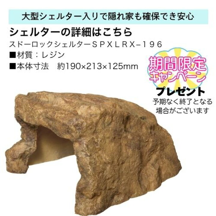 楽天市場】【初心者向け】フトアゴヒゲトカゲ＆リクガメ飼育セットA 