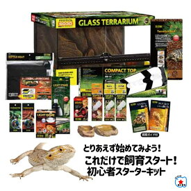 13時まで当日発送【フトアゴリクガメ 飼育セット】ギリシャリクガメ・ヘルマンリクガメなど｜保温・紫外線ライト完備｜飼い方ガイド付き　フトアゴヒゲトカゲリクガメセット
